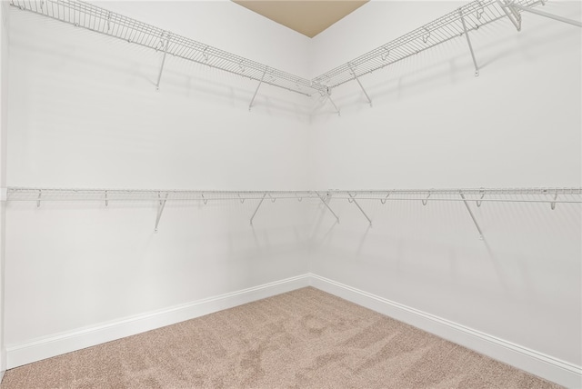 spacious closet featuring carpet