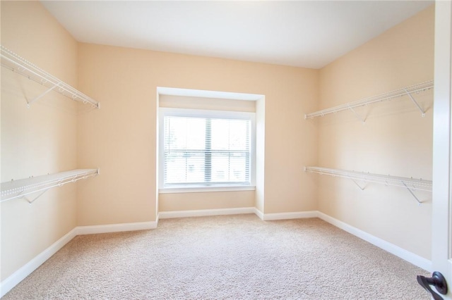 spacious closet featuring carpet