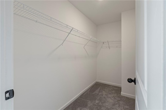 walk in closet featuring carpet flooring