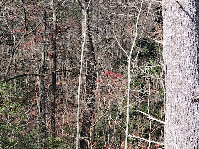 view of local wilderness