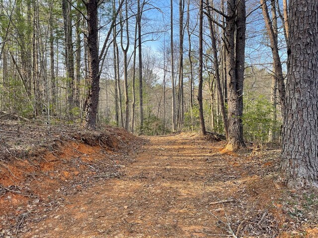 view of local wilderness