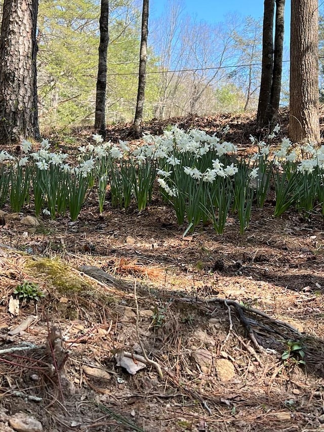 J273 Pine Ridge Rd, Ellijay, GA 30560