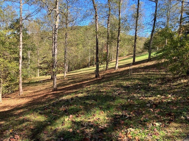 view of local wilderness