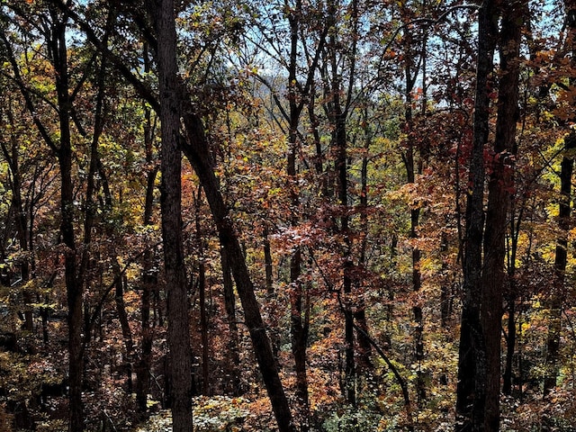 view of local wilderness