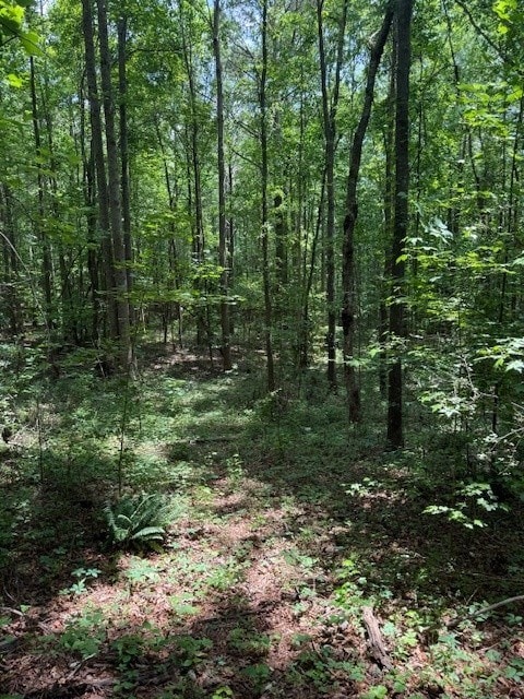410 N Sharp Mountain Church Ln, Ball Ground, GA 30107 - view of woods