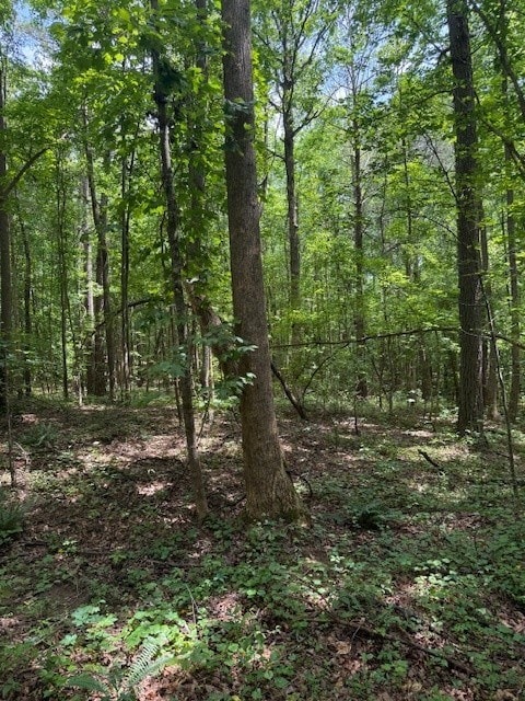 410 N Sharp Mountain Church Ln, Ball Ground, GA 30107 - view of wooded area