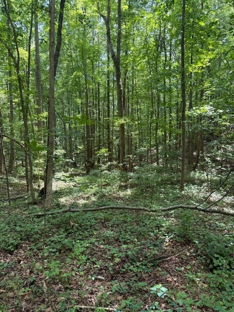 410 N Sharp Mountain Church Ln, Ball Ground, GA 30107 - view of tree filled area