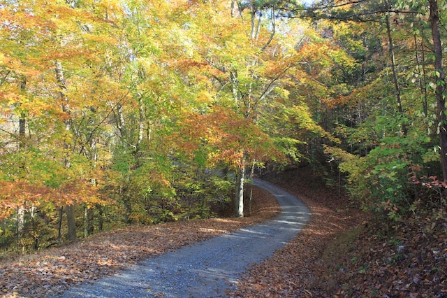 view of street with a view of trees