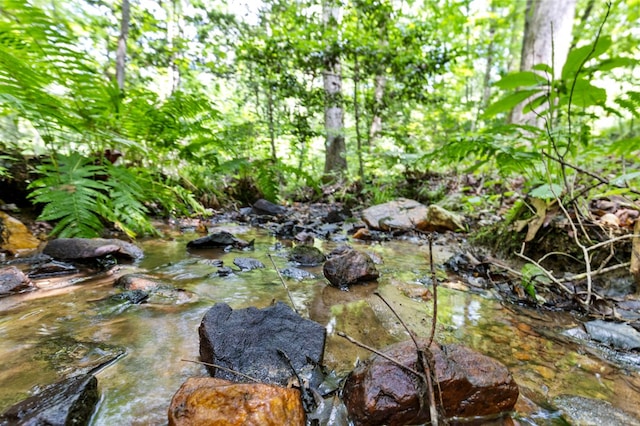 view of local wilderness