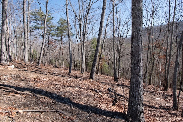 view of local wilderness