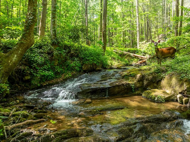 view of local wilderness