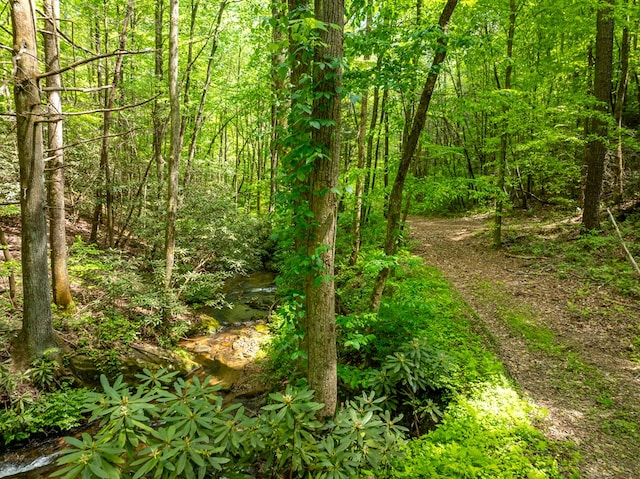 view of local wilderness