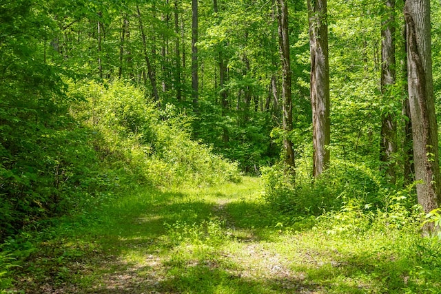 view of local wilderness