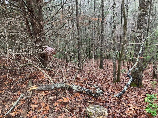 147 Holly Ridge Ln, Murphy, NC 28906 - view of local wilderness