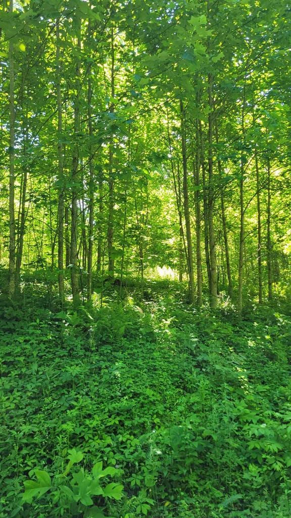 LOT1 Hickory Rdg, Hayesville, NC 28904