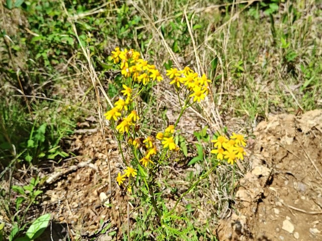 LOT4 Megan Trace Dr, Turtletown, TN 37391