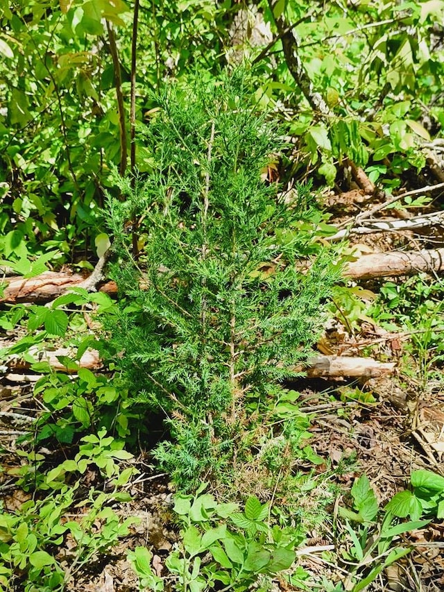 LOT4 Megan Trace Dr, Turtletown, TN 37391