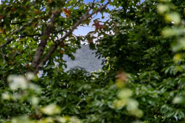 view of local wilderness