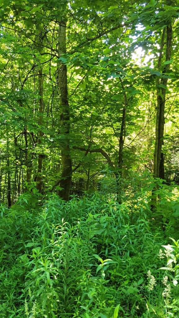 LOT9 Hickory Rdg, Hayesville, NC 28904