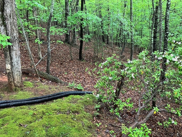 view of local wilderness