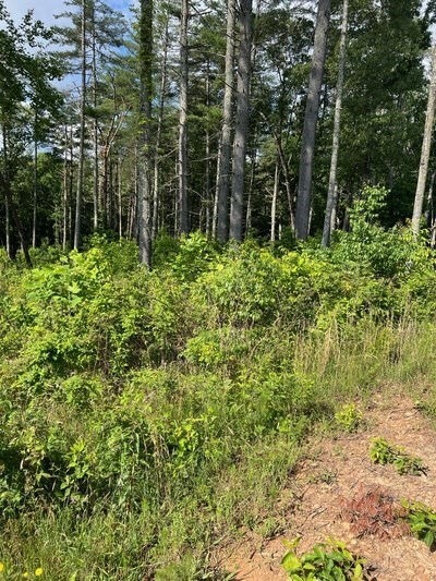 LT171 Highland Park, Blairsville, GA 30512