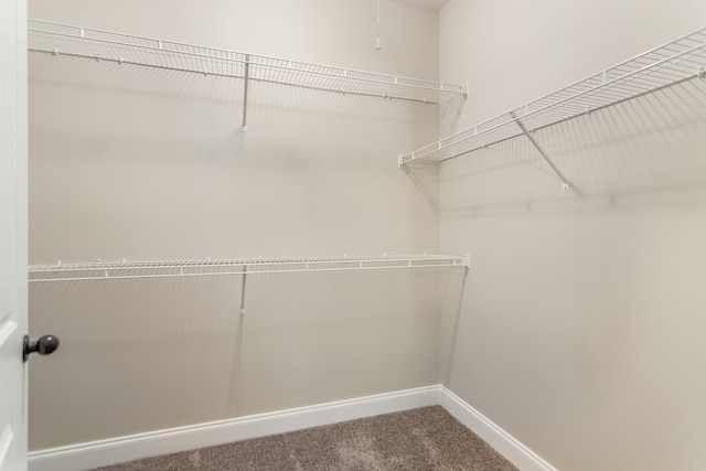 spacious closet featuring carpet flooring