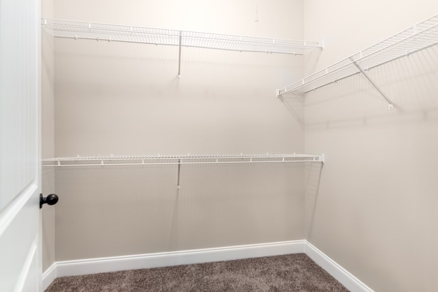 spacious closet featuring carpet