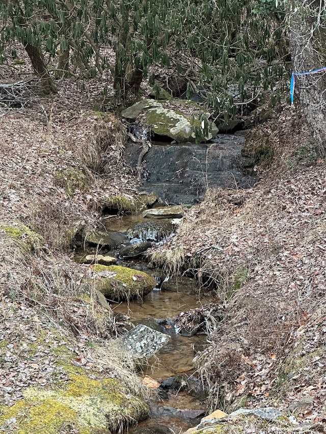 view of local wilderness