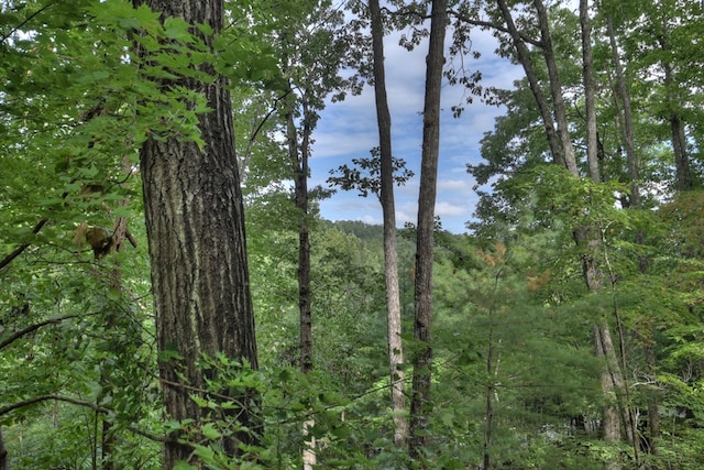 view of local wilderness