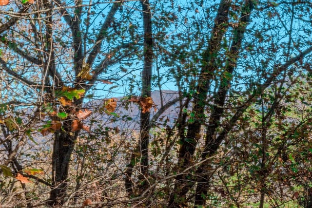 view of local wilderness