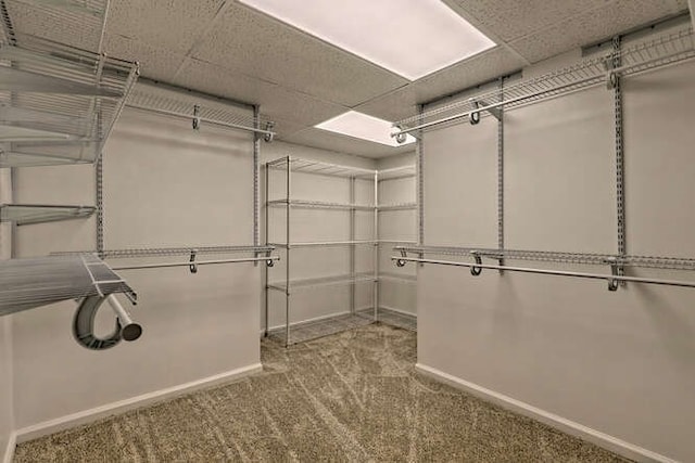 walk in closet featuring carpet flooring