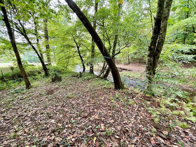 view of local wilderness