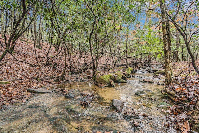 view of local wilderness