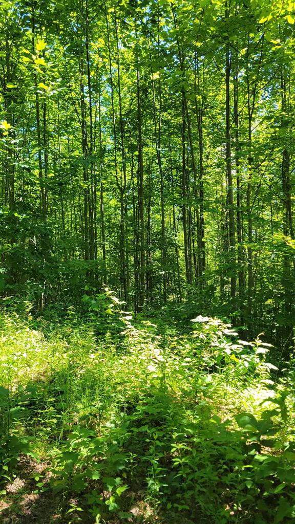 LOT10 Hickory Rdg, Hayesville, NC 28904