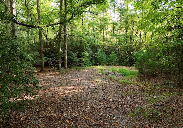 view of local wilderness