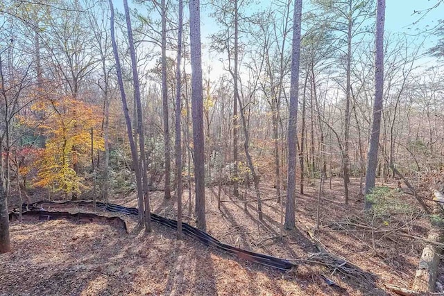 view of local wilderness