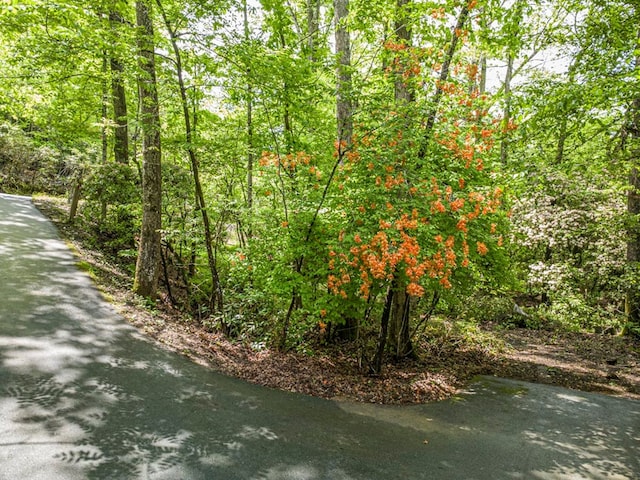 240 Donna Lee Ln, Mineral Bluff, GA 30559 - view of woods