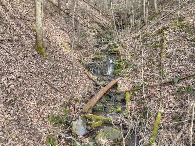 view of local wilderness