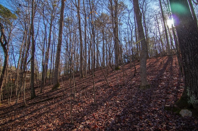 view of local wilderness