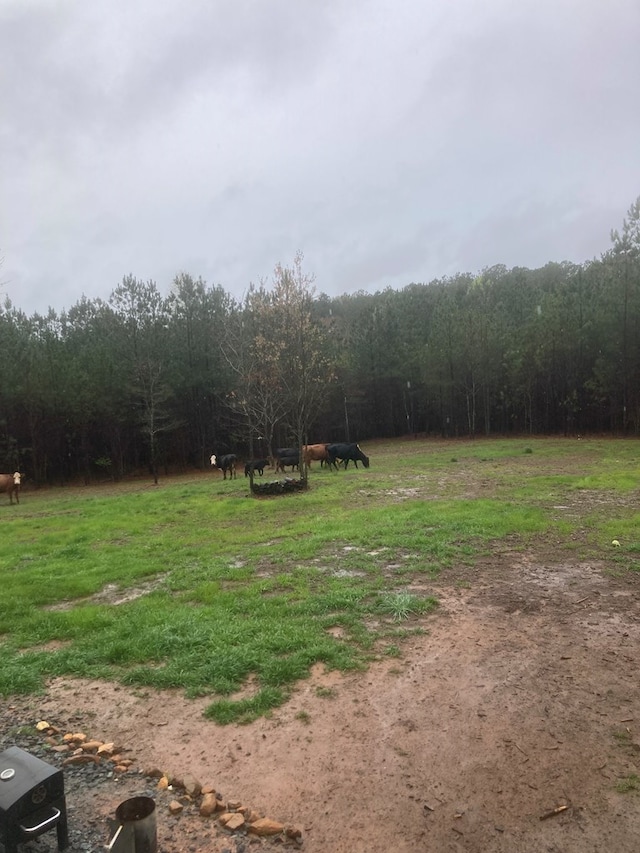 view of yard featuring a forest view and a rural view