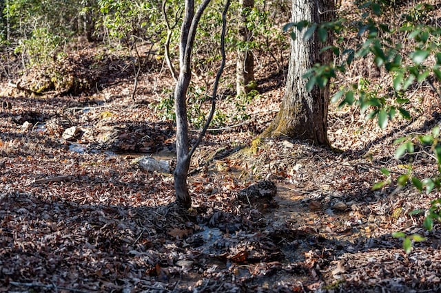 30 The Forest Rd, Blue Ridge, GA 30513 - view of nature
