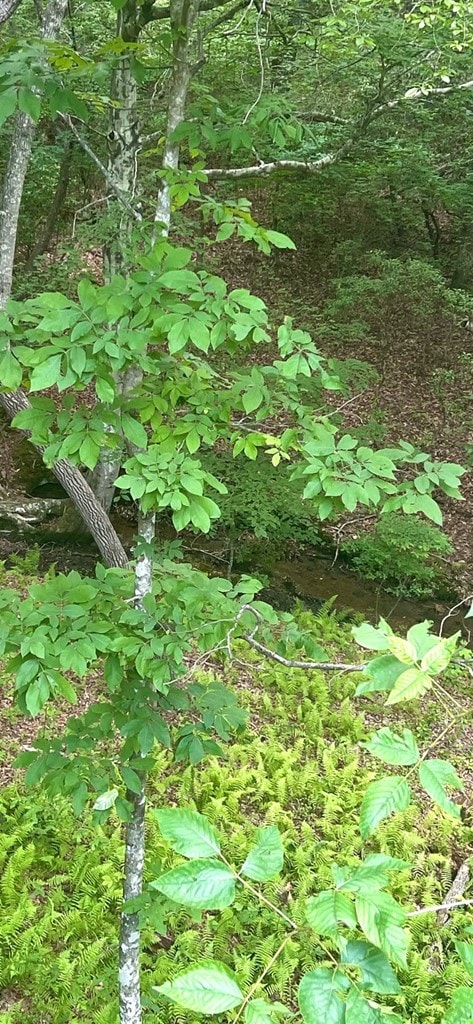 384 Shadow Pines Dr, Murphy, NC 28906 - view of local wilderness