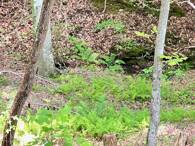384 Shadow Pines Dr, Murphy, NC 28906 - view of local wilderness