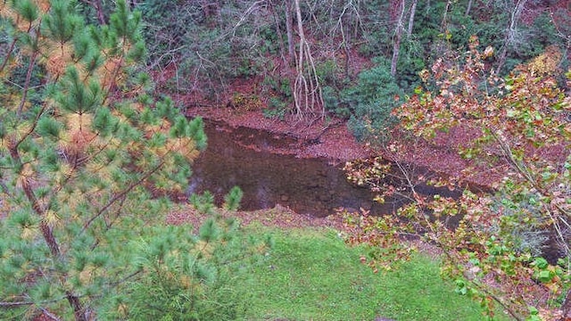 view of local wilderness