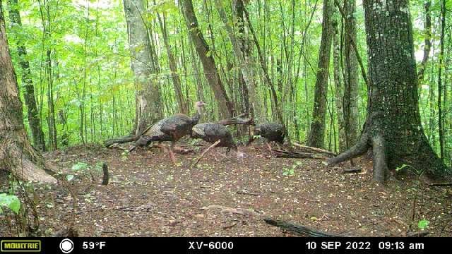 605 Hamby Rd, Murphy, NC 28906 - view of tree filled area