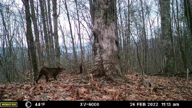 605 Hamby Rd, Murphy, NC 28906 - view of wooded area