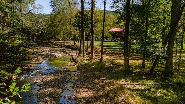 view of local wilderness