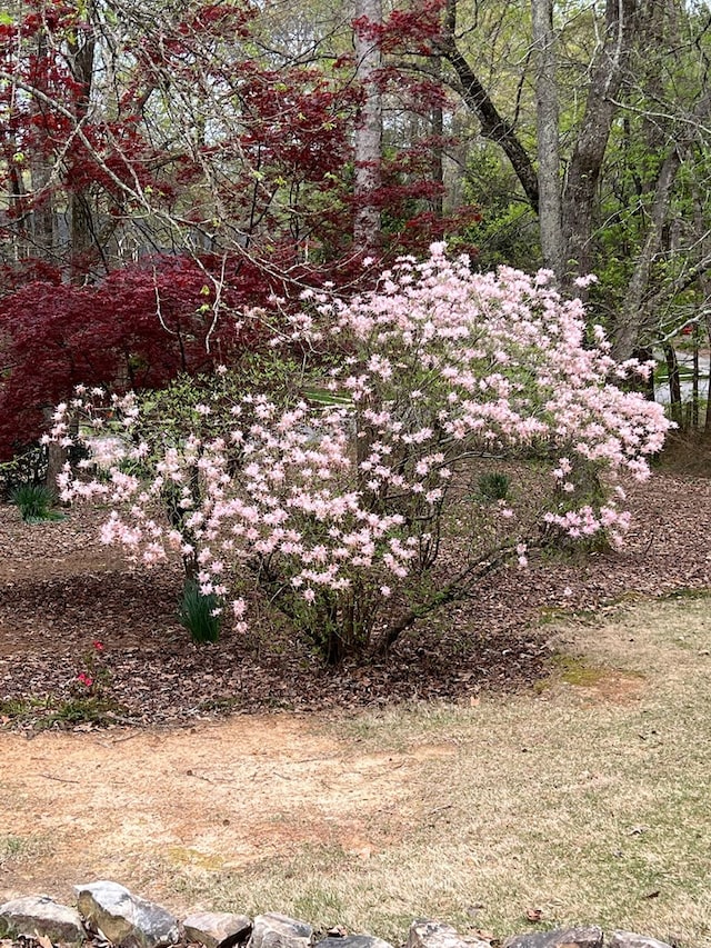 view of nature