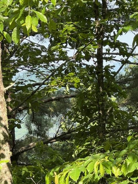 16AC Campbell Cove Crk, Turtletown, TN 37391