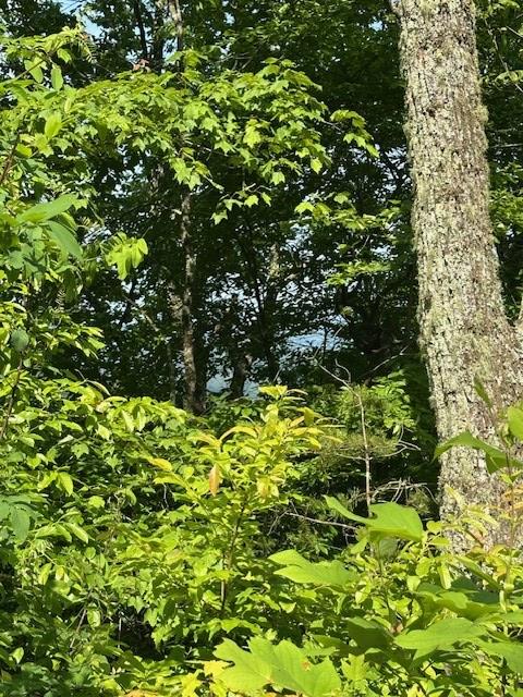 16AC Campbell Cove Crk, Turtletown, TN 37391
